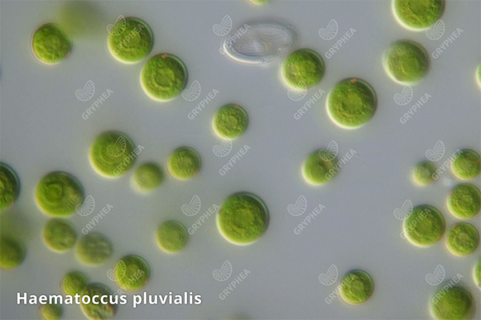 Observation d'algues unicellulaires d'eau douce au microscope - gryphea.com